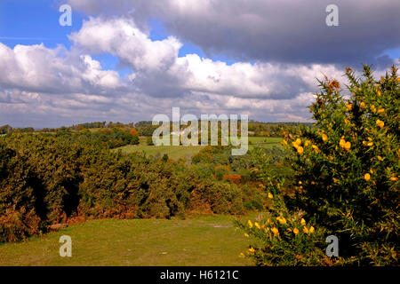 Ashdown Forest bei Nutley Sussex UK Stockfoto