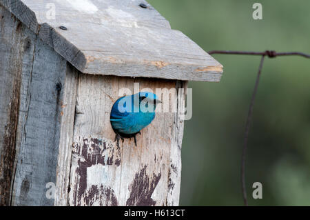 Männlichen Mountain Bluebird (Sialia Currucoides) im Nistkasten, Elmore County, Idaho Stockfoto