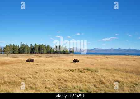 Bisons im Yellowstone National Park, Wyoming, USA Stockfoto