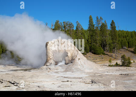 Turm-Geysir im Yellowstone National Park, USA Stockfoto