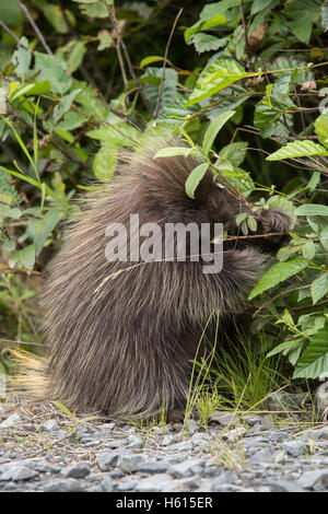 Stachelschwein Fütterung Stockfoto