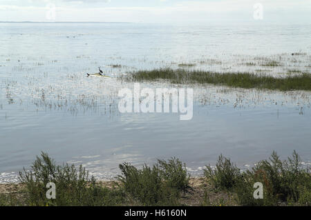 Sonnigen Tag Blick über Küste Holz Salbei Pflanzen zu Hochwasser überflutete Salzwiesen mit Graureiher auf Baum-Stamm-Protokoll, Fairhaven, UK Stockfoto