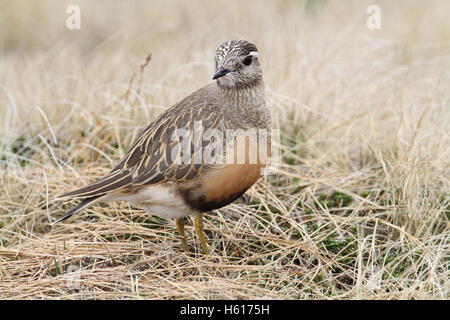 Eine seltene Mornell (Charadrius Morinellus) im Hochland von Schottland. Stockfoto