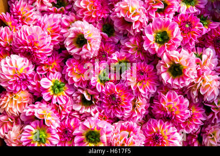 Blumen, Blüten, für den Blumenteppich am Grand Place in Brüssel, Belgien, über 1800 qm Stockfoto