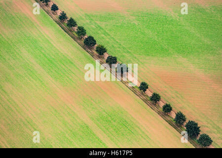 Kleine Bäume in einer Reihe auf einem Feld neben einer unbefestigten Straße, Stockfoto