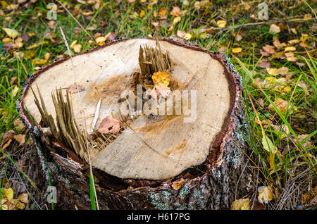 Laub im Herbst in den Monat Oktober Stockfoto