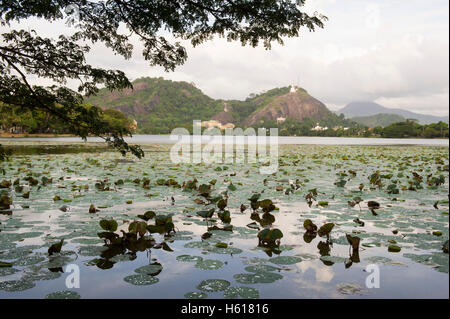 Lotusblätter auf See-Colombo vor Elephant Rock (Ethagala), Sri Lanka Stockfoto