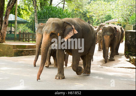 Asiatische Elefanten überqueren der Straße, Pinnawala Elephant Orphanage, Sri Lanka Stockfoto