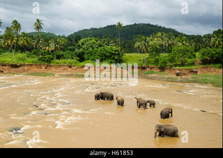 Asiatische Elefanten im Fluss, Pinnawala Elephant Orphanage, Sri Lanka Stockfoto