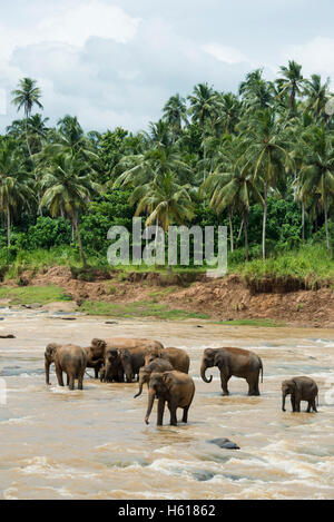 Asiatische Elefanten im Fluss, Pinnawala Elephant Orphanage, Sri Lanka Stockfoto