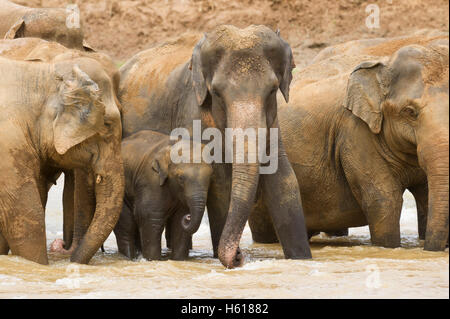 Asiatische Elefanten im Fluss, Pinnawala Elephant Orphanage, Sri Lanka Stockfoto