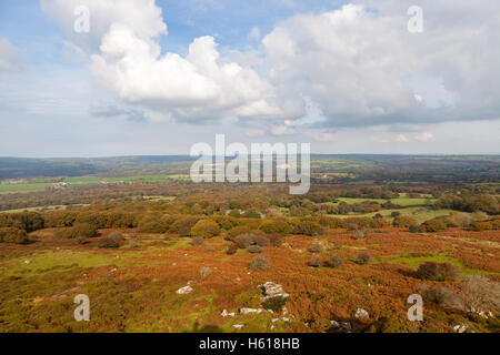 Ty Canol Wald-Naturschutzgebiet in der Nähe von Newport, Pembrokeshire, Wales, im Herbst Stockfoto