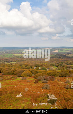 Ty Canol Wald-Naturschutzgebiet in der Nähe von Newport, Pembrokeshire, Wales, im Herbst Stockfoto