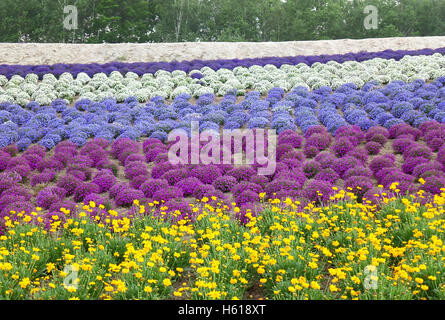 Lebendige Farben lila und gelb Blumenfeld in der Landschaft von Hokkaido, Japan Stockfoto