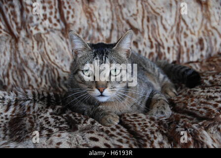 Junger Kater auf einem Karross, der dich mit möglichem Misstrauen anschaut. Stockfoto