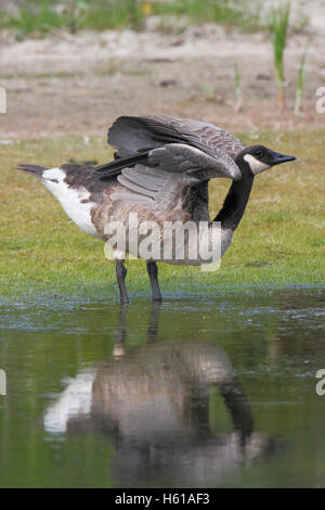 Kanada-Gans (Dehnung (Branta Canadensis) Flügel, Cape May State Park, New Jersey Stockfoto