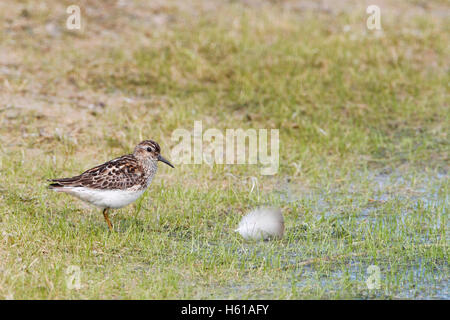 Wenigsten Strandläufer (Calidris Minutilla) neben großen Feder, Cape May State Park, New Jersey, USA Stockfoto