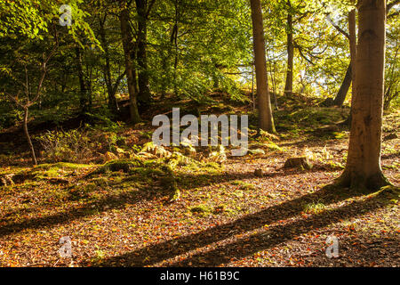 Gefleckte Sonnenlicht durch frühen Herbst Bäume in dem Wald des Dekans, Gloucestershire. Stockfoto