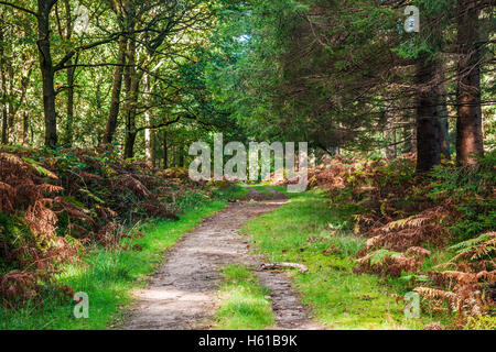 Wald-Pfad durch den Wald des Dekans, Gloucestershire. Stockfoto