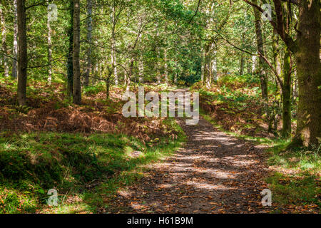 Wald-Pfad durch den Wald des Dekans, Gloucestershire. Stockfoto