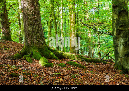 Gefleckte Sonnenlicht durch frühen Herbst Bäume in dem Wald des Dekans, Gloucestershire. Stockfoto