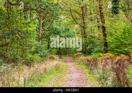 Wald-Pfad durch den Wald des Dekans, Gloucestershire. Stockfoto