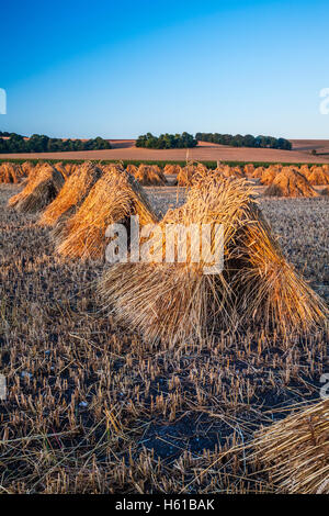 Traditionelle Stooks von Weizen in einem Feld in Wiltshire, UK. Stockfoto