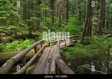 Holzbrücke über den McKenzie River National Recreation Trail; Willamette National Forest, Cascade Mountains, Oregon. Stockfoto