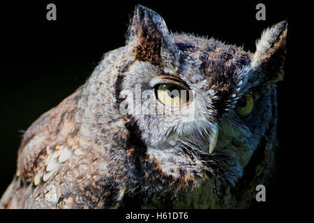 Porträt einer östlichen Screech-Eule Stockfoto