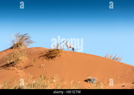 Oryx auf Düne in Namib-Naukluft-Nationalpark, Namibia Stockfoto