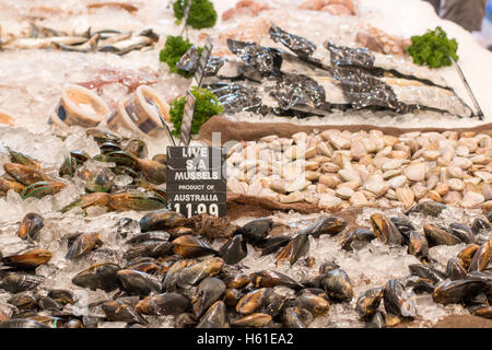 Sydney-Fischhändler-Store in Manly Beach, Sydney, Australien lebenden SA Muscheln zu verkaufen Stockfoto