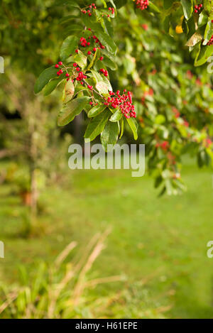 Zwergmispel Baum mit Beeren im Herbst Stockfoto