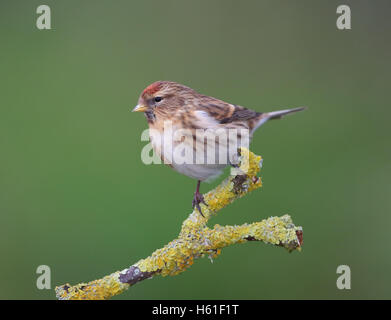 Gemeinsamen Redpoll "Zuchtjahr Flammea" in Großbritannien Stockfoto