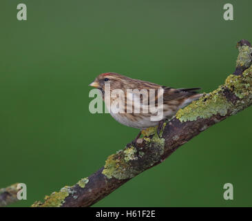 Gemeinsamen Redpoll "Zuchtjahr Flammea" in Großbritannien Stockfoto