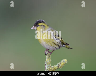 Europäische Zeisig, Zuchtjahr Spinus, auf einem Ast Flechten bedeckt Stockfoto