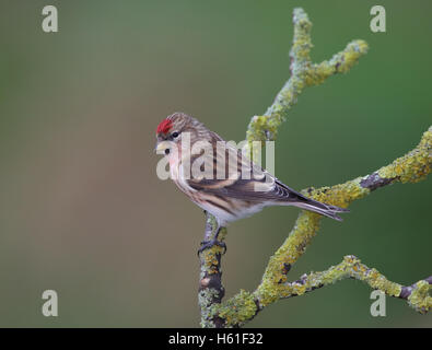 Gemeinsamen Redpoll "Zuchtjahr Flammea" in Großbritannien Stockfoto