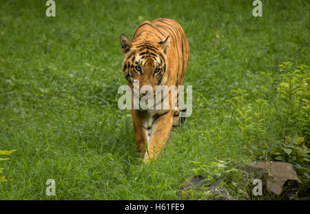 Bengal Tiger zu Fuß durch ein ein offenes Grasland am Sunderban Tiger Reserve und Nationalpark. Stockfoto