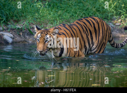 Bengal Tiger Spaziergänge durch einen Wasser-Sumpf Sunderban Tiger Reserve. Stockfoto