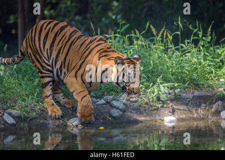 Bengal Tiger kommt Wasser Moor im Sunderban National Park zu trinken. Stockfoto