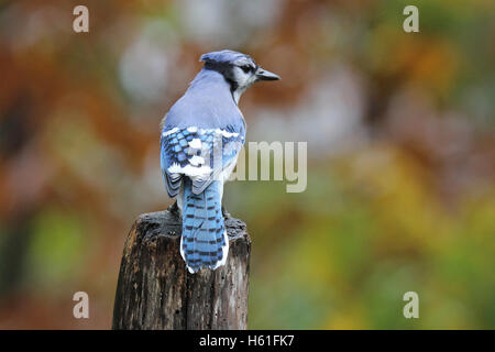 Ein Blue Jay hocken auf einem Pfosten im Herbst Stockfoto