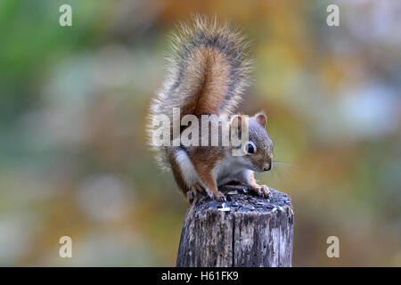 Eine amerikanische Rotes Eichhörnchen (Tamiasciurus Hudsonicus) sitzt auf einem Zaunpfahl im Herbst Stockfoto