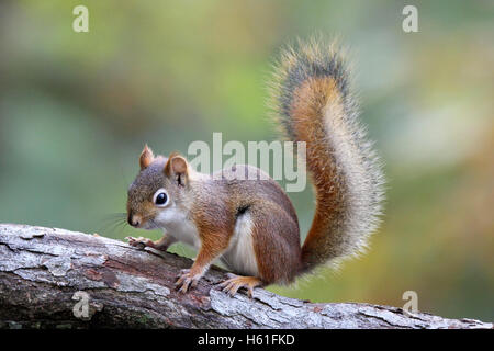 Ein kleines Eichhörnchen Tamiasciurus Hudsonicus sitzt auf einem Ast im Herbst Stockfoto