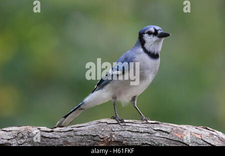 Ein Blauhäher (Cyanocitta Cristata) hocken auf einem Ast im Herbst. Stockfoto