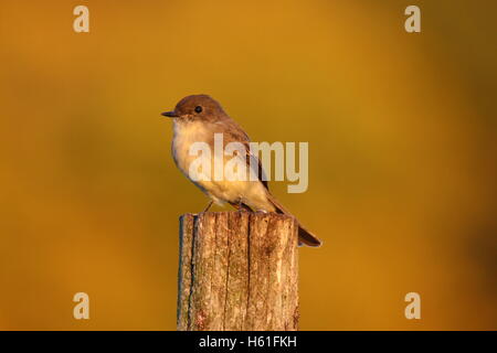 Eine östliche Phoebe (Sayornis Phoebe) sitzen auf einem Pfosten im Herbst. Stockfoto