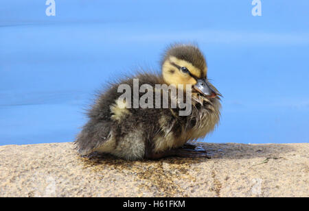 Eine flauschige kleine Stockente Entlein (Anas Platyrhynchos) auf einem Felsen sitzen Stockfoto