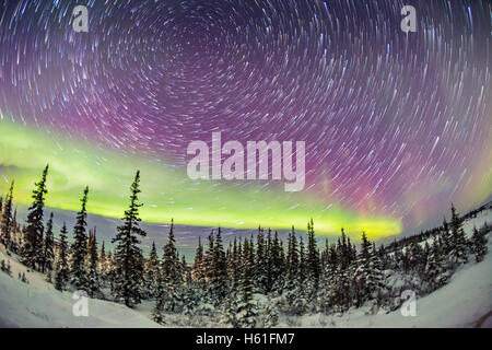 Zirkumpolare Sterne Wanderwege und Aurora über den borealen Wald an der Churchill Northern Studies Centre, Churchill, Manitoba, am Feb Stockfoto