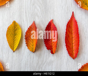 Herbstfärbung, sind die Blätter von Grün auf braun und Grüntöne dazwischen drehen. Stockfoto