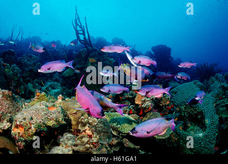 Kreolische Lippfisch (Clepticus Parra), Bonaire, Niederländische Antillen, Caribbean Stockfoto