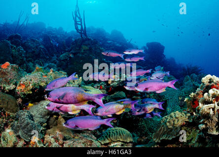 Kreolische Lippfisch (Clepticus Parra), Bonaire, Niederländische Antillen, Caribbean Stockfoto