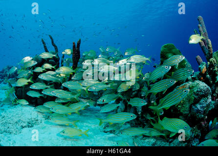 Schule des Smallmouth Grunzen (Haemulon Chrysargyreum), Bonaire, Niederländische Antillen, Karibik Stockfoto